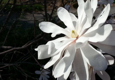 White magnolia flower against a darkened background.